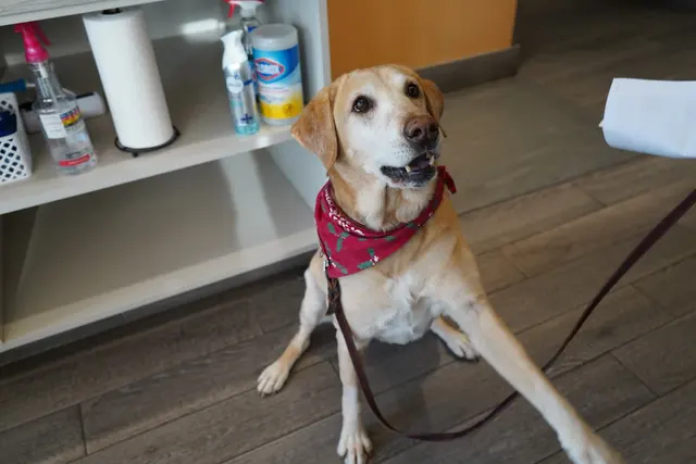 Blue Cross Animal Clinic — photo from the business 10