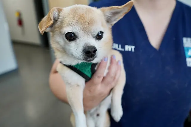 Blue Cross Animal Clinic — photo from the business 8