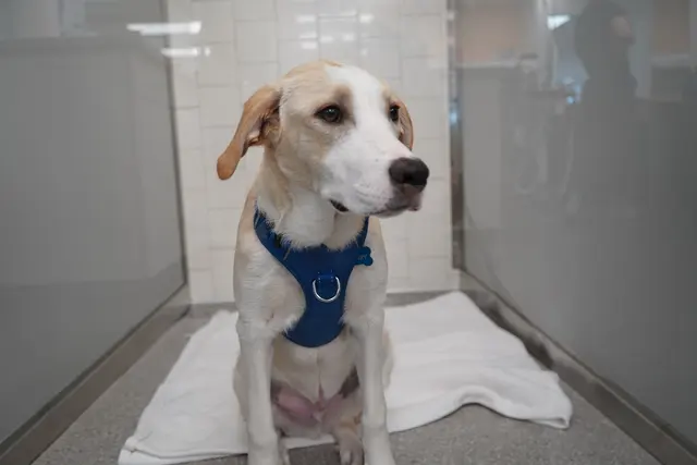 Blue Cross Animal Clinic — photo from the business 3