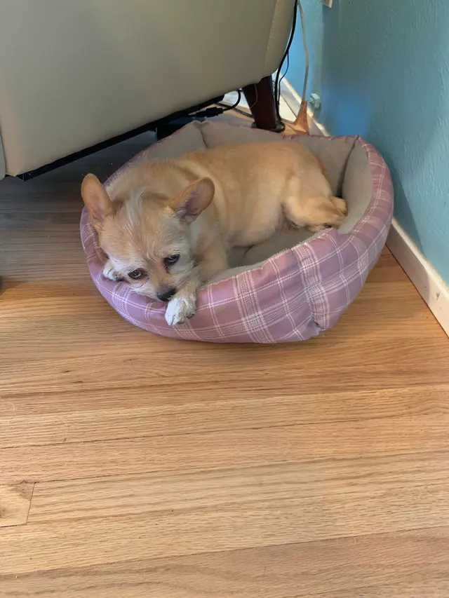 Del Norte Animal Clinic — customer photo 8