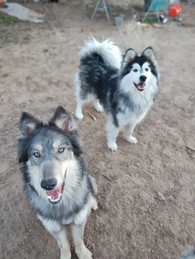 Del Norte Animal Clinic — customer photo 6