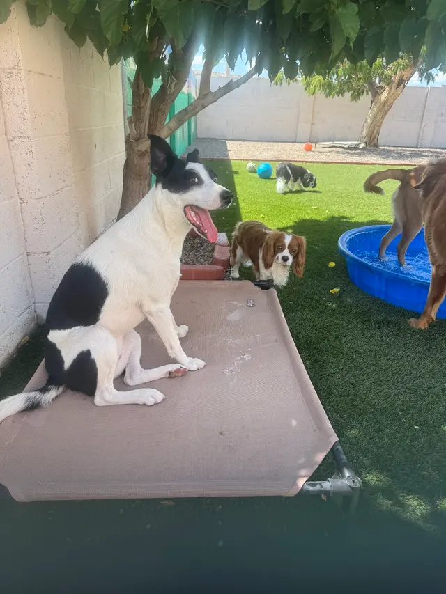 Del Norte Animal Clinic — customer photo 7