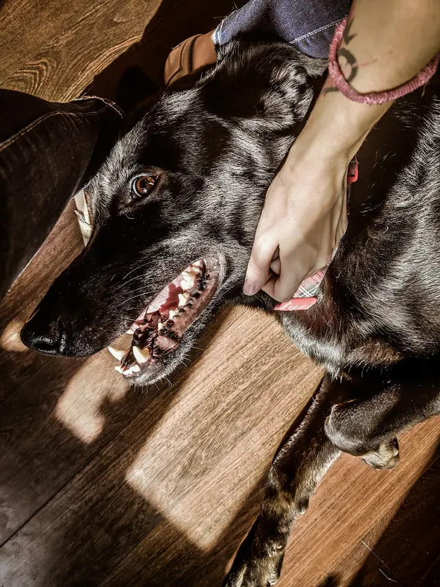 Aztec Animal Clinic — customer photo 6