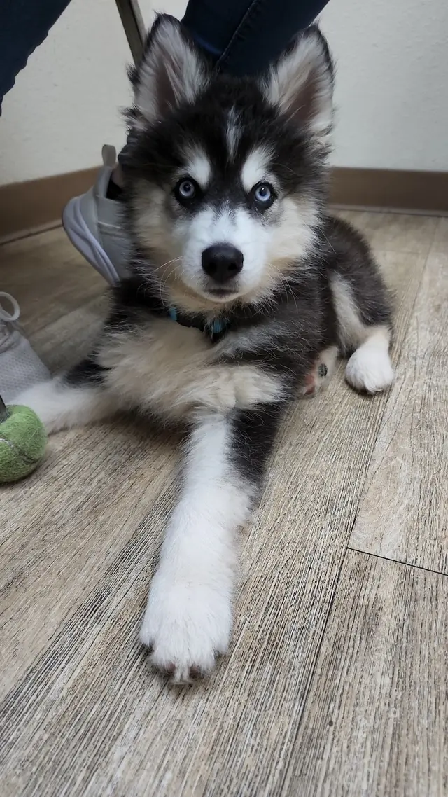 Lomas Veterinary Clinic — customer photo 10