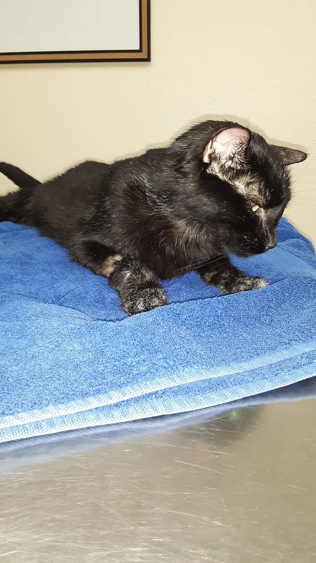 Lomas Veterinary Clinic — customer photo 3