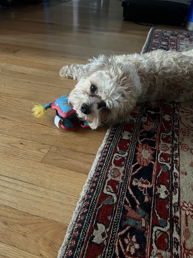 Lomas Veterinary Clinic — customer photo 11