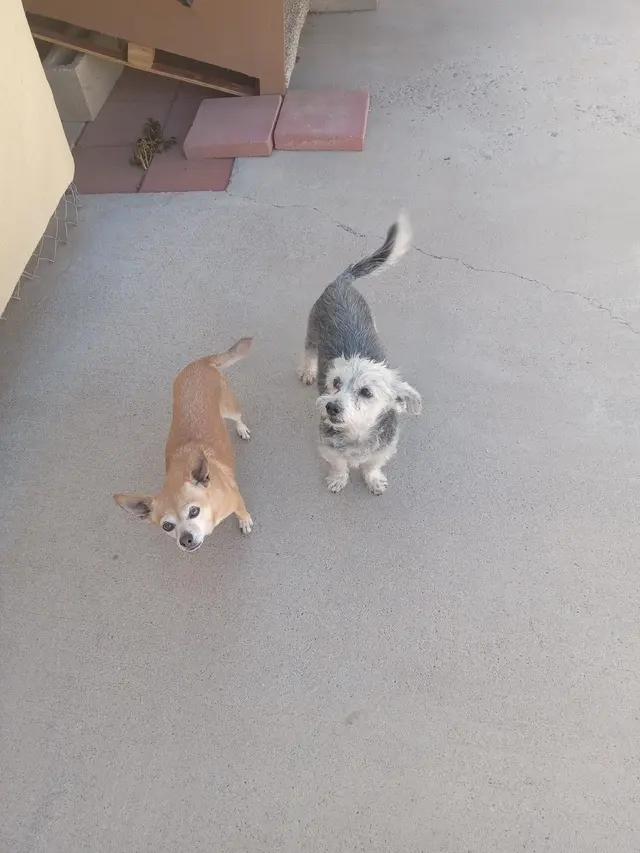 Lomas Veterinary Clinic — customer photo 12