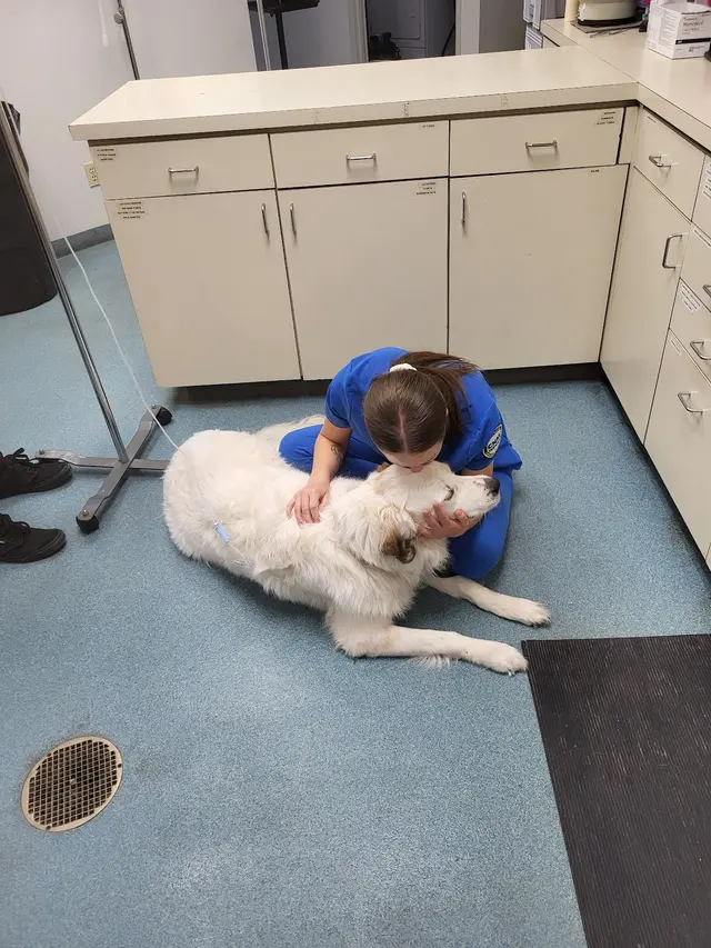 Rio Bravo Veterinary Hospital — customer photo 2