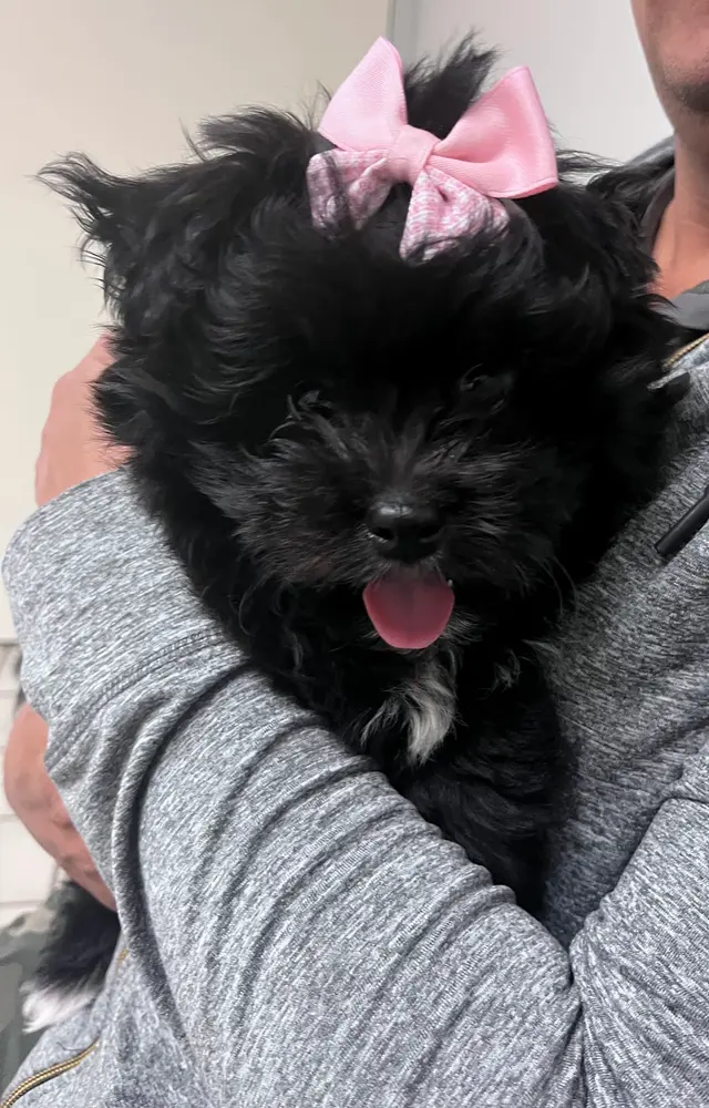 Rio Bravo Veterinary Hospital — customer photo 10