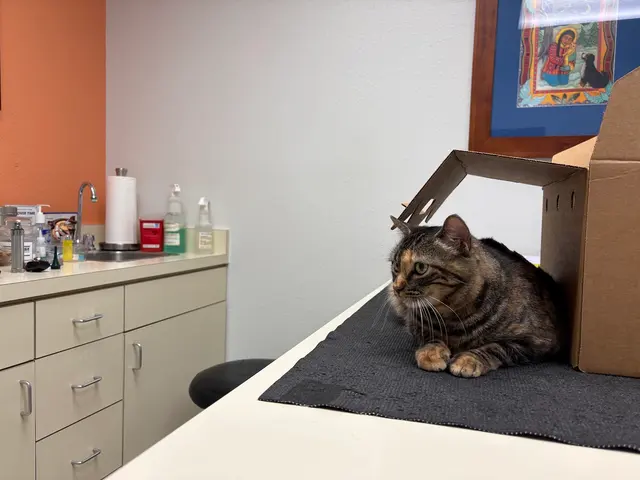 Rio Bravo Veterinary Hospital — customer photo 8