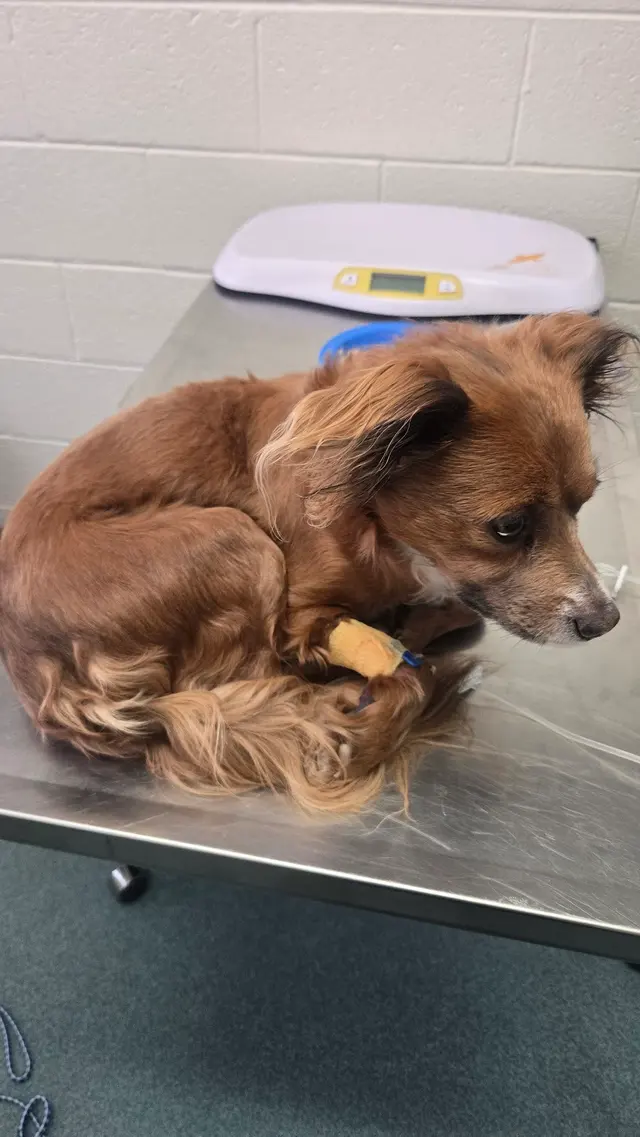 Rio Bravo Veterinary Hospital — customer photo 3