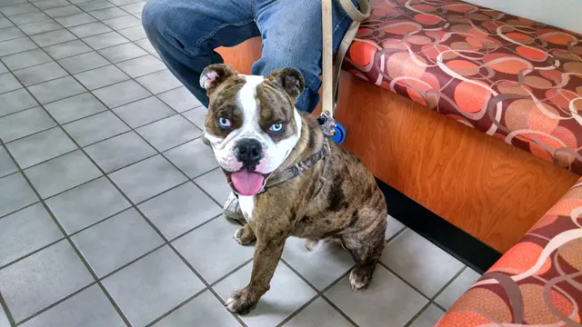 Rio Bravo Veterinary Hospital — customer photo 6