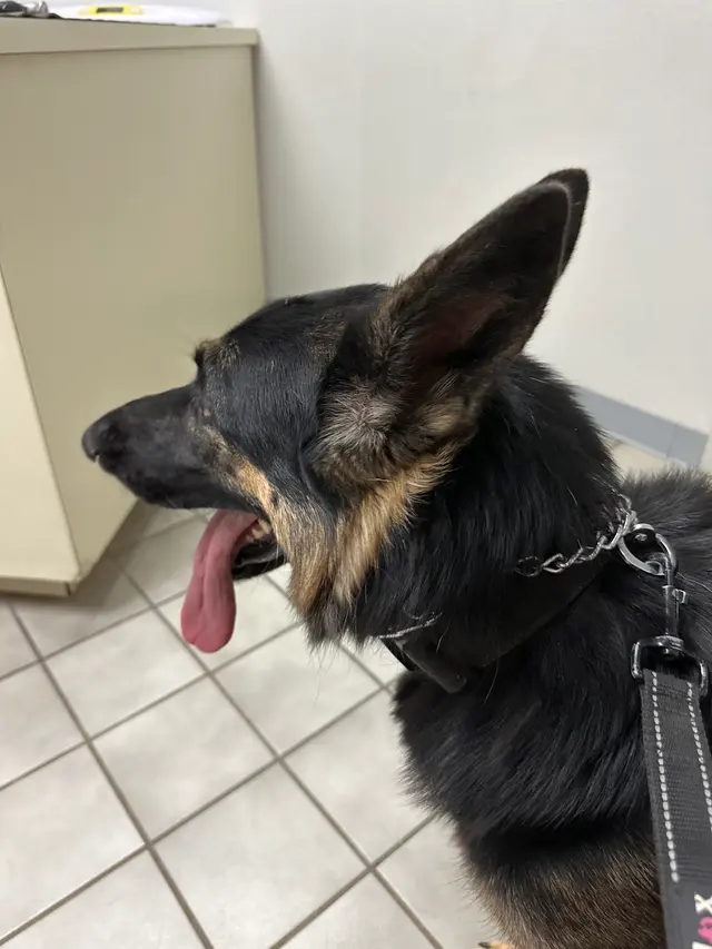 Rio Bravo Veterinary Hospital — customer photo 4