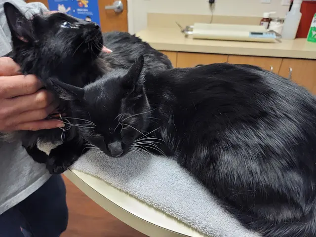 TLC Pet Hospital — customer photo 11