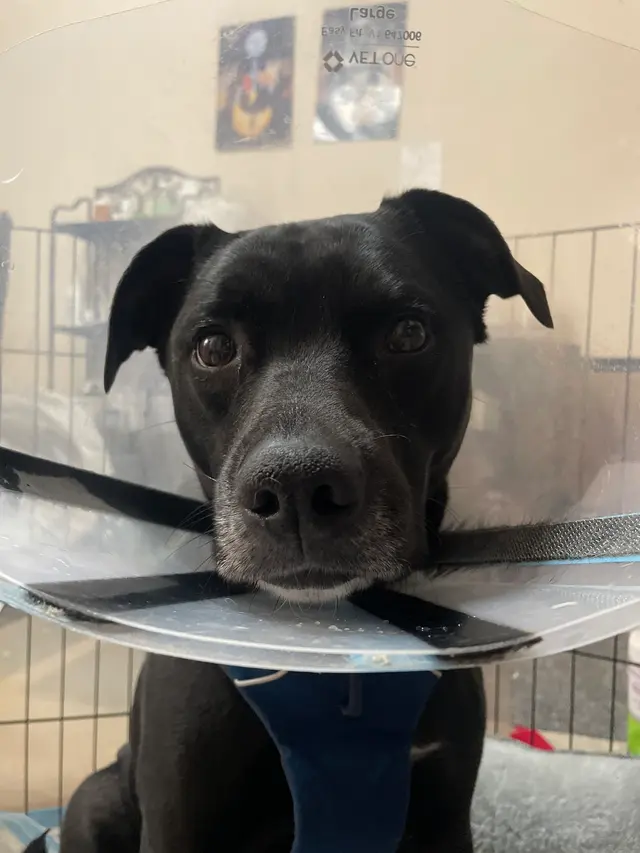 TLC Pet Hospital — customer photo 5