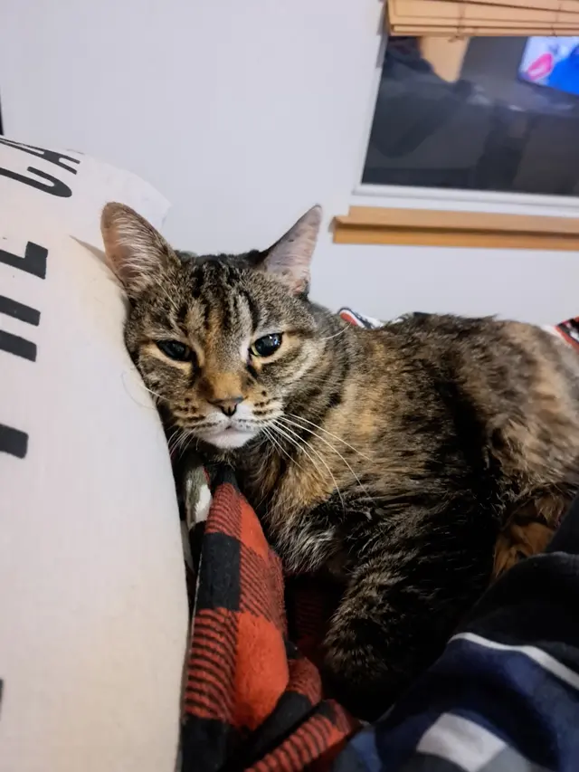TLC Pet Hospital — customer photo 10