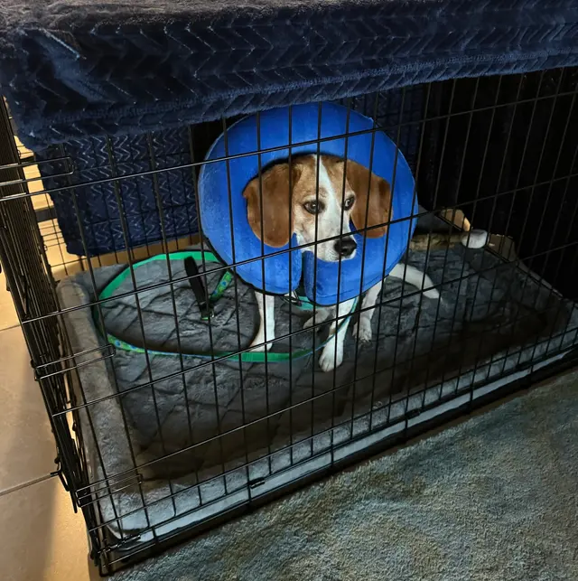 TLC Pet Hospital — customer photo 2