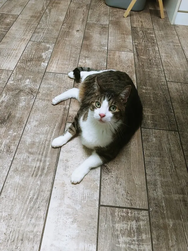 Eubank Animal Clinic — customer photo 3