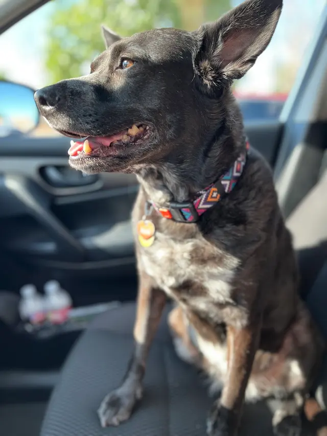 Eubank Animal Clinic — customer photo 2