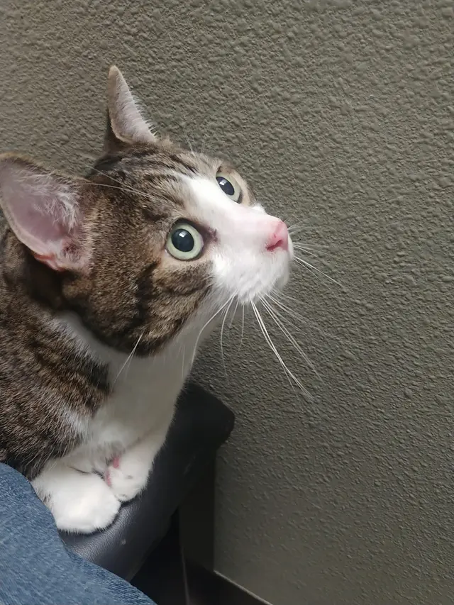 4 Paws Pet Hospital, A Thrive Pet Healthcare Partner — customer photo 9
