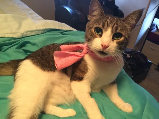 4 Paws Pet Hospital, A Thrive Pet Healthcare Partner — customer photo 10