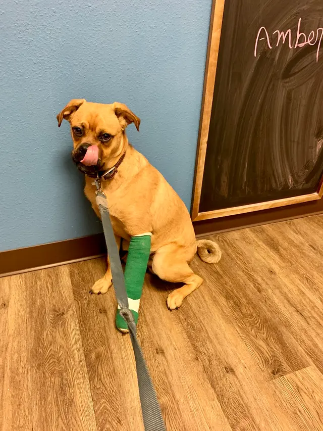4 Paws Pet Hospital, A Thrive Pet Healthcare Partner — customer photo 3