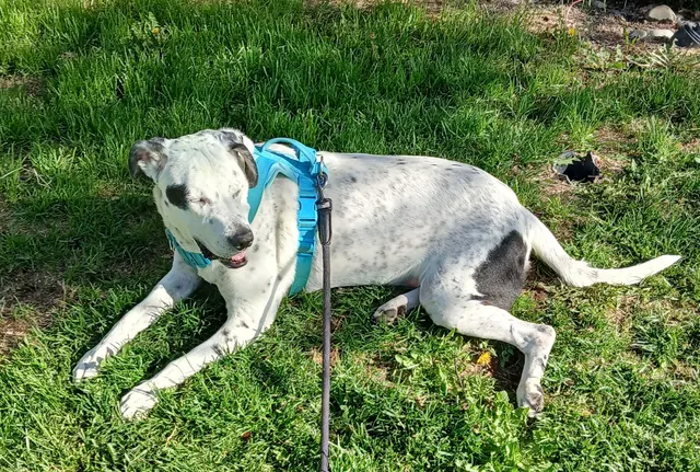 4 Paws Pet Hospital, A Thrive Pet Healthcare Partner — customer photo 11