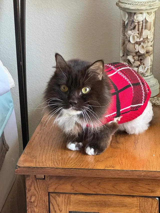 4 Paws Pet Hospital, A Thrive Pet Healthcare Partner — customer photo 4