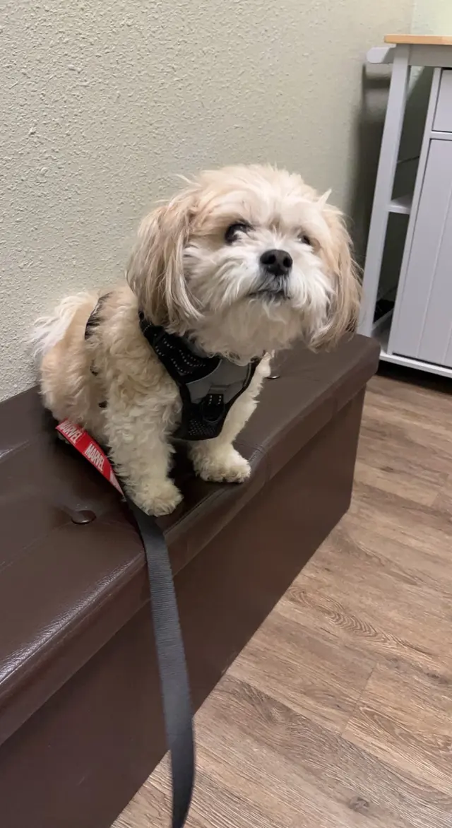4 Paws Pet Hospital, A Thrive Pet Healthcare Partner — customer photo 8