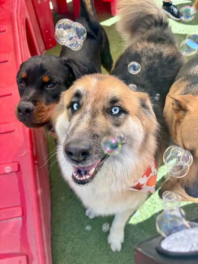 Camp Bow Wow Anaheim — photo from the business 12