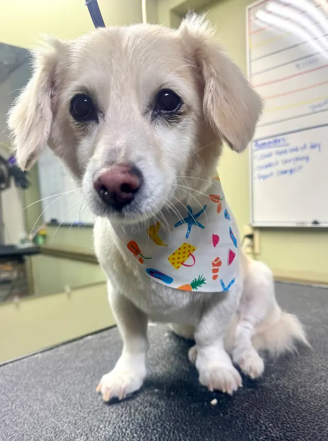 Camp Bow Wow Anaheim — photo from the business 5