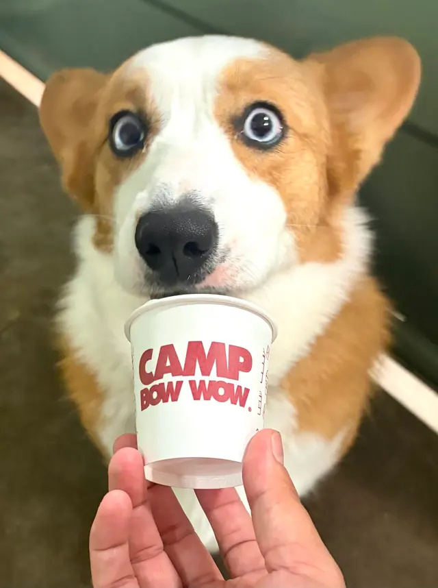 Camp Bow Wow Anaheim — photo from the business 8