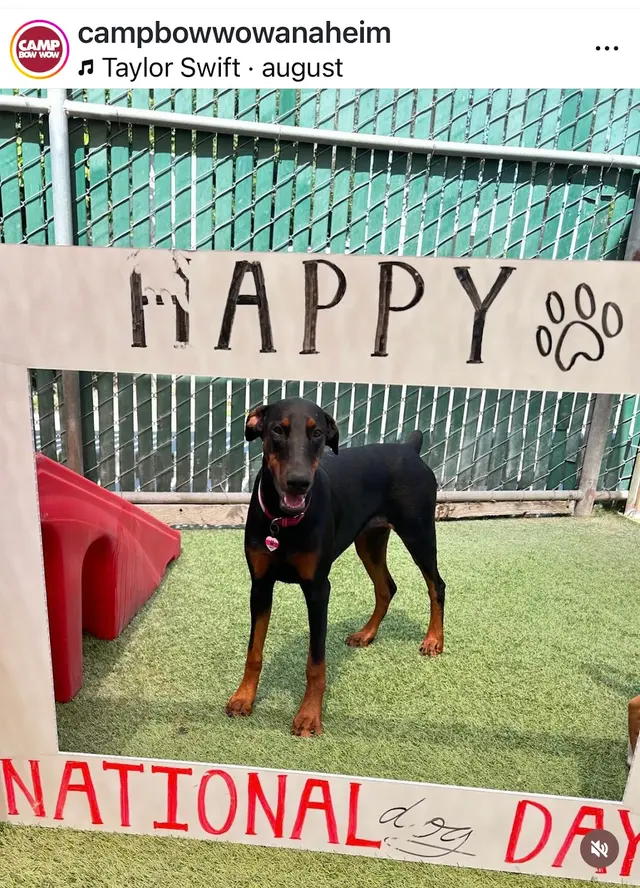 Customer photo of work by Camp Bow Wow Anaheim, from Sheri's review