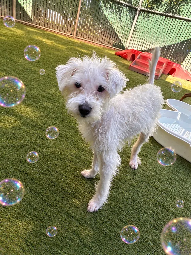 Camp Bow Wow Anaheim — photo from the business 2
