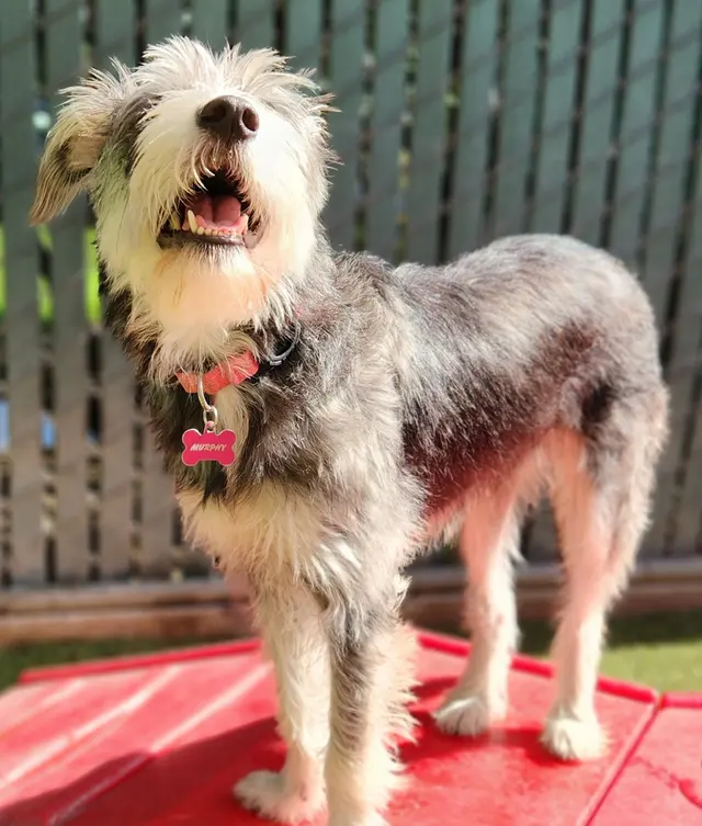Camp Bow Wow Anaheim — photo from the business 10