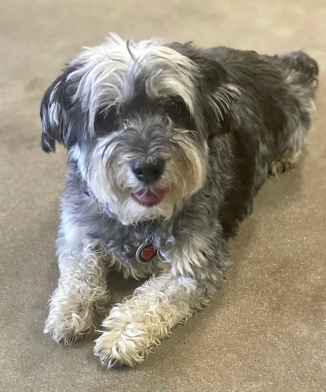 Camp Bow Wow Anaheim — photo from the business 11