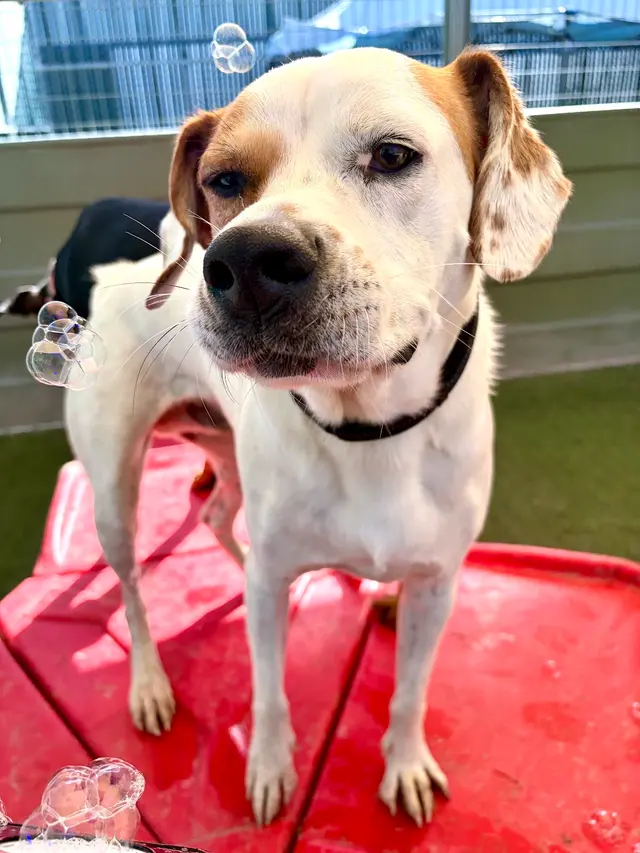 Camp Bow Wow Anaheim — photo from the business 3