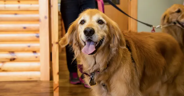Camp Bow Wow Anaheim — photo from the business 6