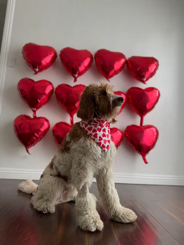 Comfy Home Dog Boarding — photo from the business 5