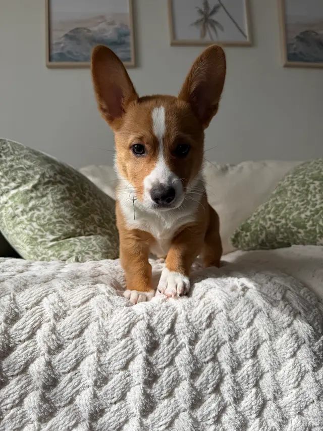 Comfy Home Dog Boarding — photo from the business 10