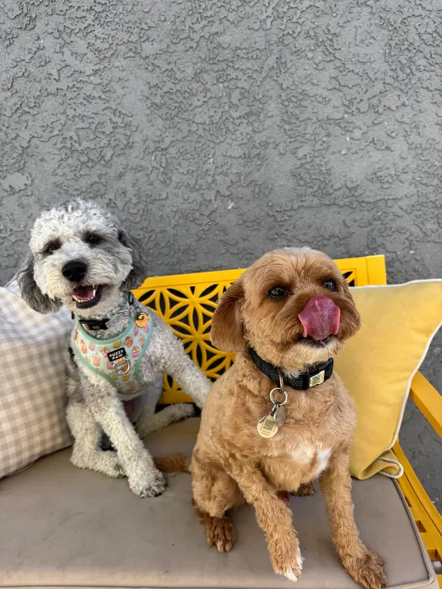 Comfy Home Dog Boarding — photo from the business 8