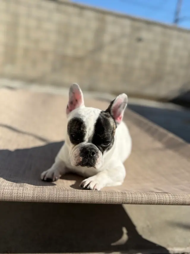 Comfy Home Dog Boarding — photo from the business 12