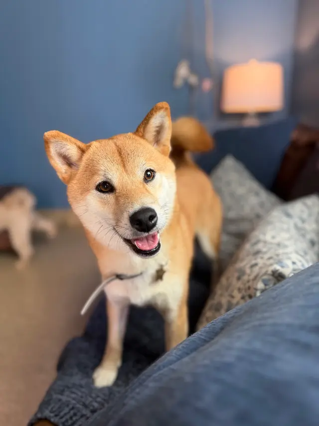 Comfy Home Dog Boarding — photo from the business 3