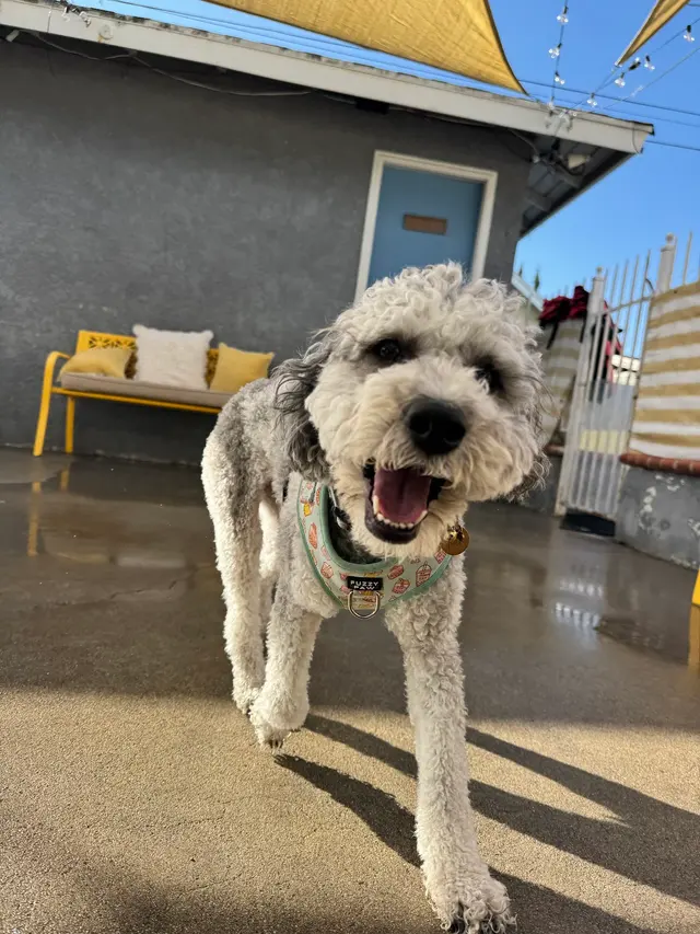 Comfy Home Dog Boarding — photo from the business 6