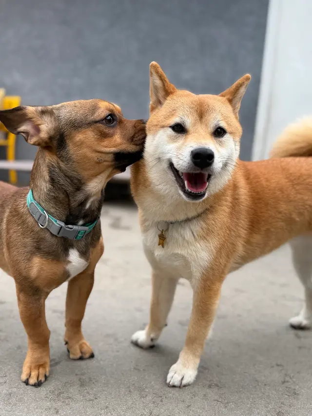 Comfy Home Dog Boarding — photo from the business 11
