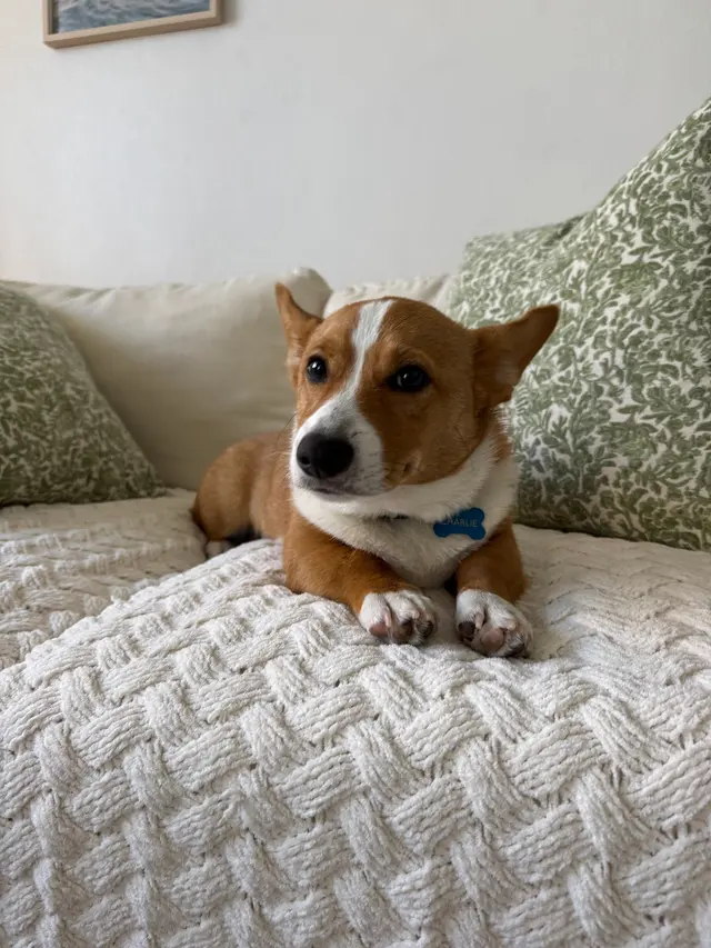 Comfy Home Dog Boarding — photo from the business 2
