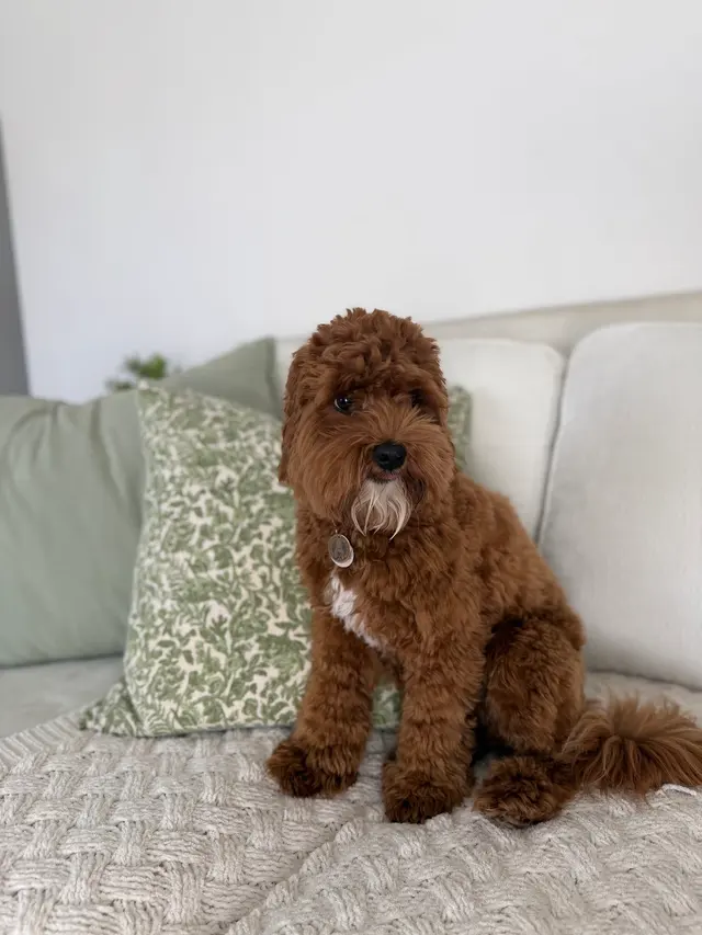 Comfy Home Dog Boarding — photo from the business 4