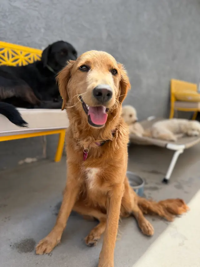 Comfy Home Dog Boarding — photo from the business 9