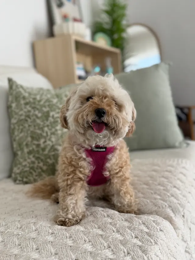 Comfy Home Dog Boarding — photo from the business 7