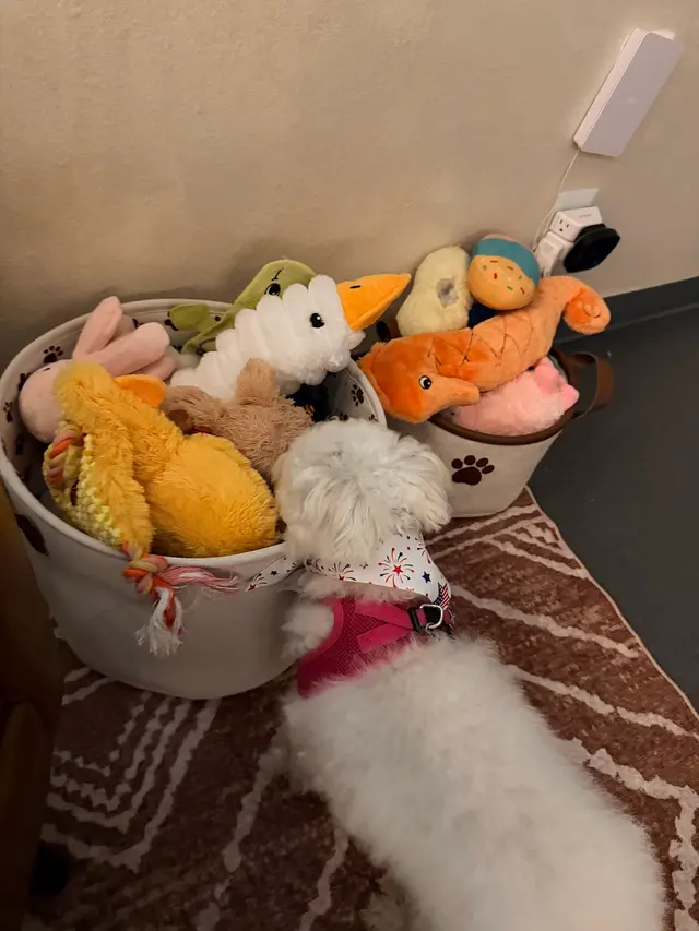 Customer photo of work by Comfy Home Dog Boarding, from Sunny Teli's review